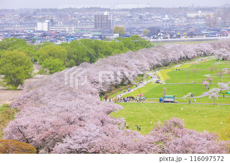 日本さくら名所100選　岩手　北上展勝地 116097572