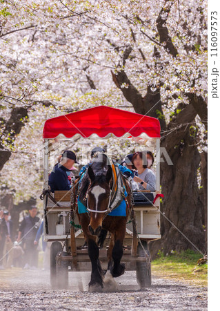 日本さくら名所100選　岩手　北上展勝地の観光馬車 116097573