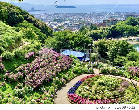 渥美半島、三河湾、満開の形原温泉あじさいの里の眺望〈愛知県蒲郡市〉 渥美半島、三河湾、満開の形原温泉あじさいの里の眺望〈愛知県蒲郡市〉 116097612