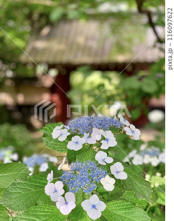 満開の紫陽花(水色の額あじさい)越しに見る緑陰の山門〈瑞雲山本光寺/愛知県幸田町〉 満開の紫陽花(水色の額あじさい)越しに見る緑陰の山門〈瑞雲山本光寺/愛知県幸田町〉 116097622