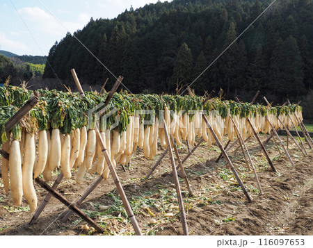 寒ざらし大根のある風景 寒ざらし大根のある風景 116097653