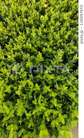 Green hedge or Green Leaves Wall on isolated 116097655