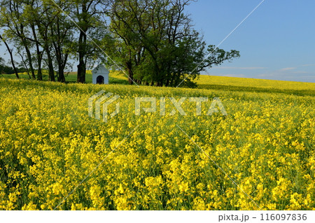 中欧のチェコ共和国　南モラヴィア州キヨフ近くの菜の花畑に小さなチャペルが建つモラヴィア大草原の景色 116097836