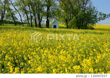 中欧のチェコ共和国 南モラヴィア州キヨフ近くの菜の花畑に小さなチャペルが建つモラヴィア大草原の景色 中欧のチェコ共和国 南モラヴィア州キヨフ近くの菜の花畑に小さなチャペルが建つモラヴィア大草原の景色 116097837
