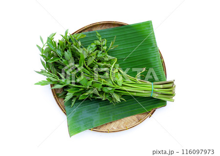 Green leaves of water dropwort plant Green leaves of water dropwort plant 116097973