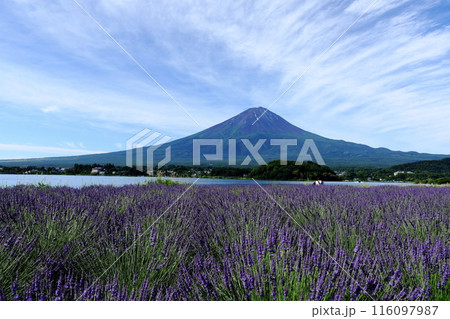 ラベンダー畑から望む夏の富士山 116097987