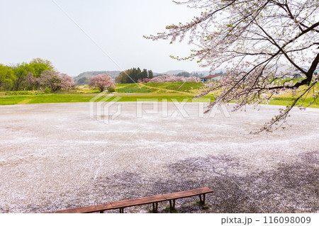 日本さくら名所100選 岩手 北上展勝地 日本さくら名所100選 岩手 北上展勝地 116098009