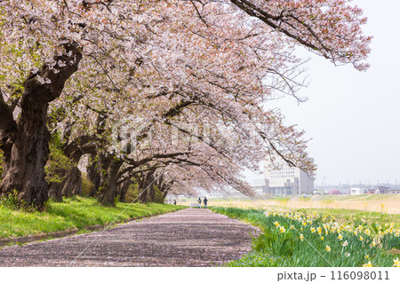 日本さくら名所100選 岩手 北上展勝地 日本さくら名所100選 岩手 北上展勝地 116098011