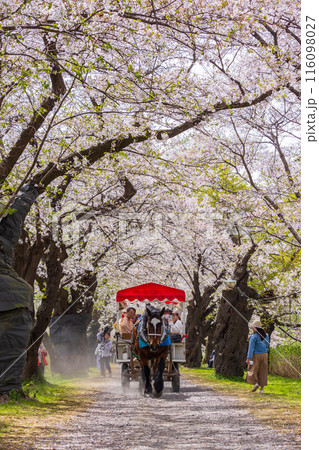 日本さくら名所100選 岩手 北上展勝地の観光馬車 日本さくら名所100選 岩手 北上展勝地の観光馬車 116098027