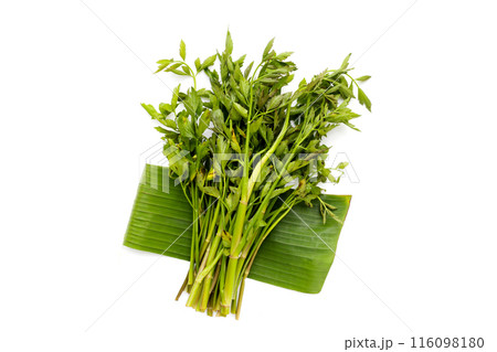 Green leaves of water dropwort plant 116098180