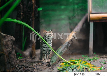 Leopard cat, Prionailurus bengalensis, a small wild cat native to Asia, is patrolling in a Zoo inside China after raining. Very cute but dangerous species. Leopard cat, Prionailurus bengalensis, a small wild cat native to Asia, is patrolling in a Zoo inside China after raining. Very cute but dangerous species. 116098209