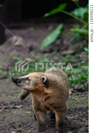 Western Mountain Coati wanders around for food in a zoo in city of Chongqing, China. Western Mountain Coati wanders around for food in a zoo in city of Chongqing, China. 116098211