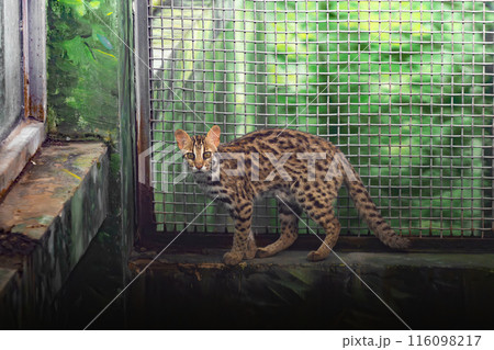 A rescued leopard cat, not able to return to wild habitat,  is confined under mesh wire roof in Chongqing Zoo, China 116098217