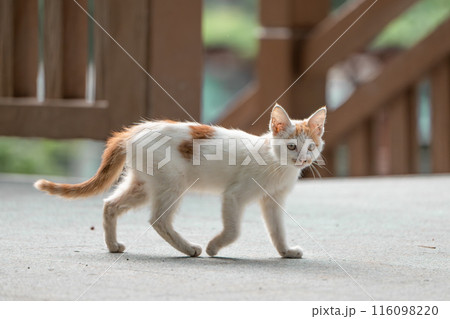 Ginger white cat striding confidently in summer sunshine 116098220