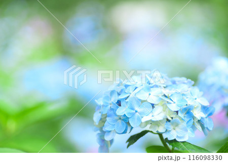 アジサイ　 116098330