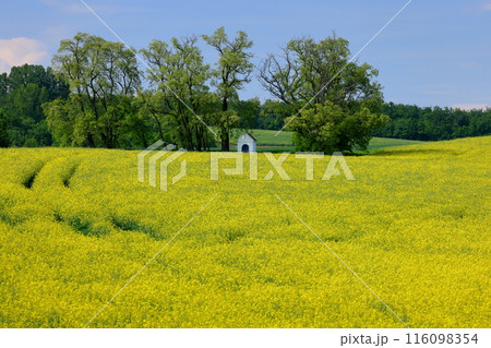 中欧のチェコ共和国 南モラヴィア州キヨフ近くの菜の花畑に小さなチャペルが建つモラヴィア大草原の景色 中欧のチェコ共和国 南モラヴィア州キヨフ近くの菜の花畑に小さなチャペルが建つモラヴィア大草原の景色 116098354