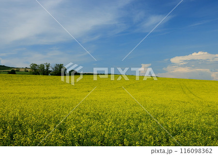 中欧のチェコ共和国　南モラヴィア州キヨフ近くの菜の花畑に小さなチャペルが建つモラヴィア大草原の景色 116098362