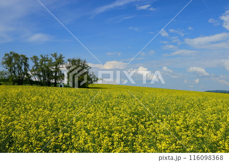 中欧のチェコ共和国 南モラヴィア州キヨフ近くの菜の花畑に小さなチャペルが建つモラヴィア大草原の景色 中欧のチェコ共和国 南モラヴィア州キヨフ近くの菜の花畑に小さなチャペルが建つモラヴィア大草原の景色 116098368