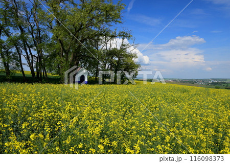 中欧のチェコ共和国 南モラヴィア州キヨフ近くの菜の花畑に小さなチャペルが建つモラヴィア大草原の景色 中欧のチェコ共和国 南モラヴィア州キヨフ近くの菜の花畑に小さなチャペルが建つモラヴィア大草原の景色 116098373