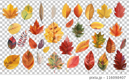 秋天的樹葉素材 116098407