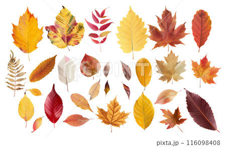 紅葉した葉っぱの素材 116098408