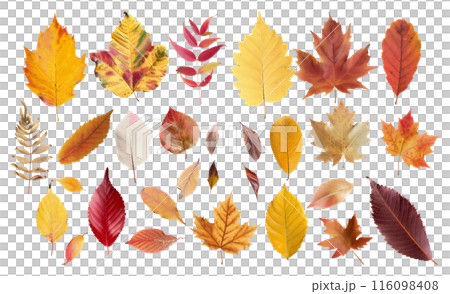 紅葉した葉っぱの素材 116098408