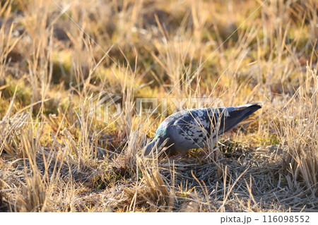 田んぼで餌を食べている鳩 116098552