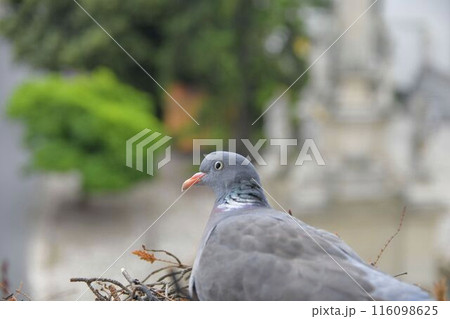 A dove sits on eggs. A pair of pigeons have made a nest in a flower box on a windowsill. The concept of bird life in the city. A dove sits on eggs. A pair of pigeons have made a nest in a flower box on a windowsill. The concept of bird life in the city. 116098625