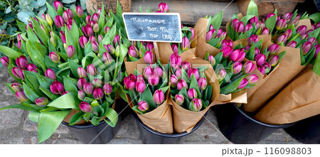Purple tulip flowers. Beauty in nature in a flowers market. Purple tulip flowers. Beauty in nature in a flowers market. 116098803