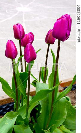 Six Purple tulip flowers in full blooming in the garden. Beauty in nature Six Purple tulip flowers in full blooming in the garden. Beauty in nature 116098804