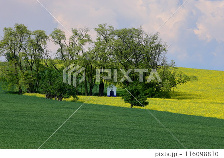 中欧のチェコ共和国　南モラヴィア州キヨフ近くの菜の花畑に小さなチャペルが建つモラヴィア大草原の景色 116098810