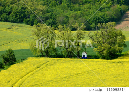 中欧のチェコ共和国　南モラヴィア州キヨフ近くの菜の花畑に小さなチャペルが建つモラヴィア大草原の景色 116098814