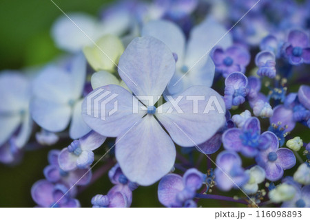 奈良県矢田寺のあじさい 116098893