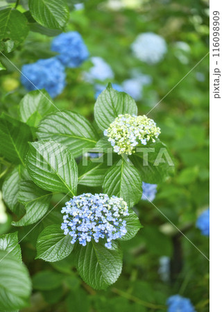 奈良県矢田寺のあじさい 116098909