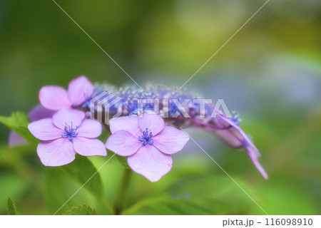 奈良県矢田寺のあじさい 116098910