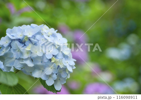 奈良県矢田寺のあじさい 116098911