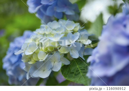 奈良県矢田寺のあじさい 116098912