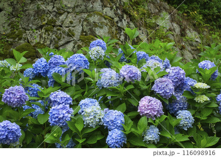 奈良県矢田寺のあじさい 116098916