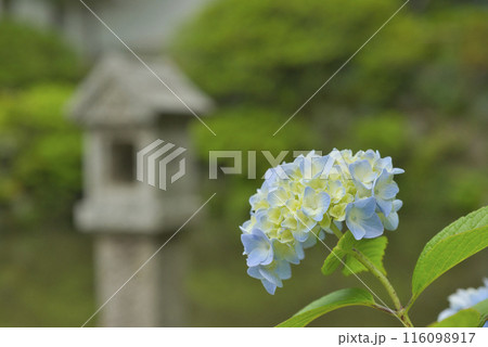 奈良県矢田寺のあじさい 奈良県矢田寺のあじさい 116098917