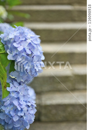 奈良県矢田寺のあじさい 奈良県矢田寺のあじさい 116098918