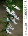 白いウツギの花 116098948