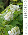 白いカシワバアジサイの花 116098949