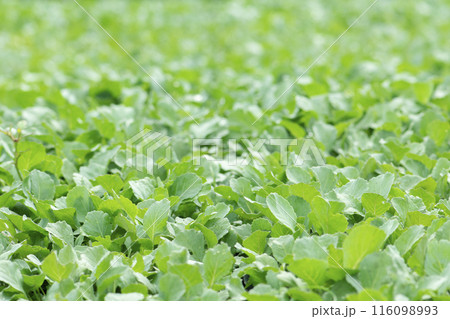 Organic farming, seedlings growing in greenhouse. 116098993