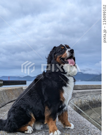 空を見つめるバーニーズマウンテンドッグ 空を見つめるバーニーズマウンテンドッグ 116099102