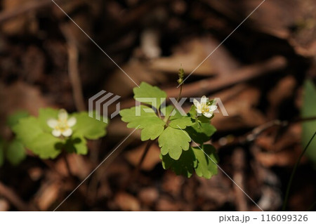 トウゴクサバノオの花 トウゴクサバノオの花 116099326