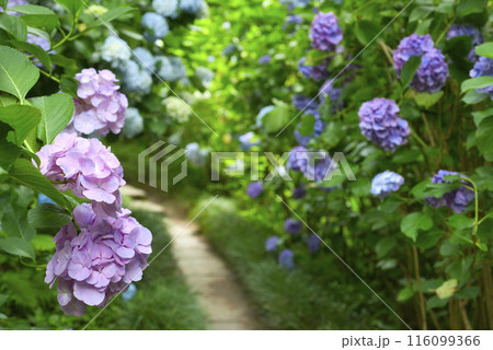 奈良県矢田寺のあじさい 116099366