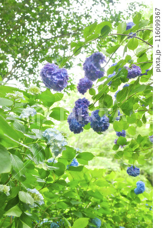 奈良県矢田寺のあじさい 116099367