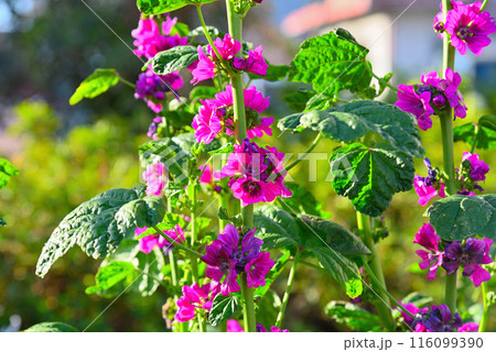紫色の花を咲かすマロウ 紫色の花を咲かすマロウ 116099390