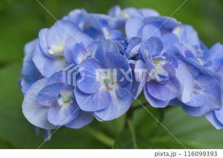 奈良県矢田寺のあじさい 116099393
