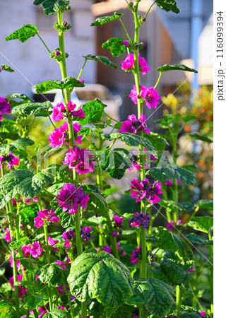 紫色の花を咲かすマロウ 116099394